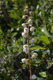 Attēlu rezultāti vaicājumam “Pyrola rotundifolia”