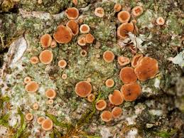 Attēlu rezultāti vaicājumam “Bacidia rubella”