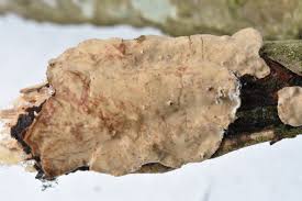 Attēlu rezultāti vaicājumam “Stereum rugosum”