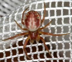 Attēlu rezultāti vaicājumam “Araniella male”