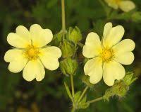 Image result for Potentilla recta