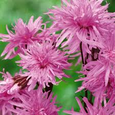 Image result for Lychnis flos-cuculi