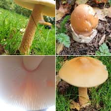 Attēlu rezultāti vaicājumam “Amanita crocea”