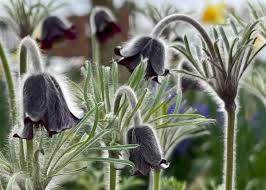 Attēlu rezultāti vaicājumam “Pulsatilla pratensis flower”