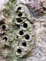 Attēlu rezultāti vaicājumam “Andricus quercuscorticis”