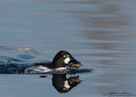 Attēlu rezultāti vaicājumam “Bucephala clangula male”