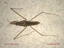 Attēlu rezultāti vaicājumam “Gerridae”