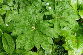 Attēlu rezultāti vaicājumam “Podophyllum hexandrum”
