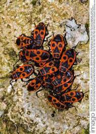 Attēlu rezultāti vaicājumam “Pyrrhocoris apterus imago”