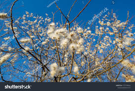 Attēlu rezultāti vaicājumam “Salix pentandra flower”