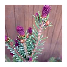 Attēlu rezultāti vaicājumam “Picea abies fo. virgata”