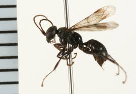 Attēlu rezultāti vaicājumam “Dipogon sp.”