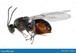 Attēlu rezultāti vaicājumam “Cynipidae”