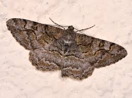 Attēlu rezultāti vaicājumam “Alcis repandata”