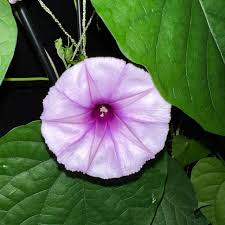 Image result for Ipomoea Lavender