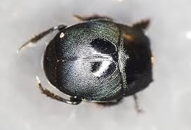 Attēlu rezultāti vaicājumam “Hypocaccus rugiceps”