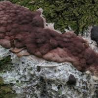 Attēlu rezultāti vaicājumam “Brefeldia maxima spores”