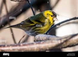 Attēlu rezultāti vaicājumam “Carduelis spinus male”