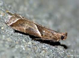 Attēlu rezultāti vaicājumam “Nyctegretis lineana”