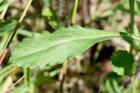 Attēlu rezultāti vaicājumam “Leucanthemum vulgare leaf”