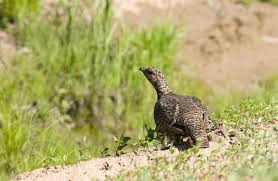 Attēlu rezultāti vaicājumam “Tetrao urogallus female”