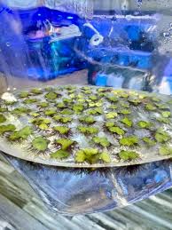 Attēlu rezultāti vaicājumam “Ricciocarpos natans”