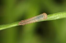 Attēlu rezultāti vaicājumam “Oeneis jutta”