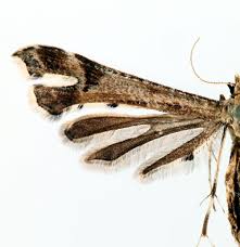 Attēlu rezultāti vaicājumam “Platyptilia gonodactyla imago”