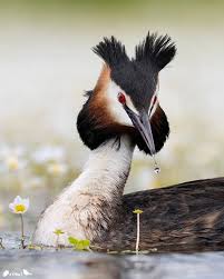 Attēlu rezultāti vaicājumam “Podiceps cristatus”