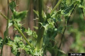 Attēlu rezultāti vaicājumam “Cirsium arvense leaf”