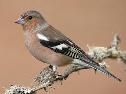 Attēlu rezultāti vaicājumam “Fringilla coelebs male”