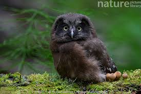 Image result for Aegolius funereus