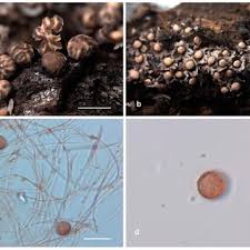Attēlu rezultāti vaicājumam “Diderma montanum macro”