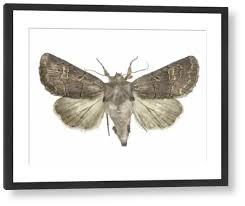 Attēlu rezultāti vaicājumam “Tholera cespitis”