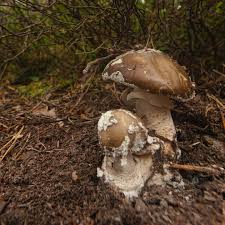 Attēlu rezultāti vaicājumam “Amanita excelsa”