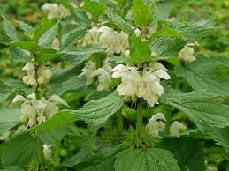 Attēlu rezultāti vaicājumam “Lamium album flower”