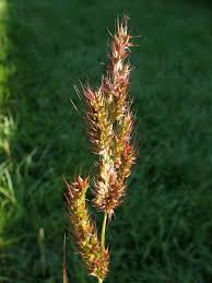 Attēlu rezultāti vaicājumam “Echinochloa crus-galli fruit”