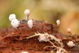 Attēlu rezultāti vaicājumam “Diderma chondrioderma macro”