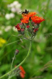 Image result for Hieracium aurantiacum