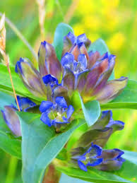 Attēlu rezultāti vaicājumam “Gentiana cruciata leaf”