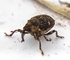 Image result for Coleoptera Curculionoidea