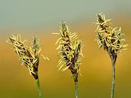 Attēlu rezultāti vaicājumam “Carex praecox”