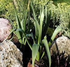 Attēlu rezultāti vaicājumam “Allium holandicum bud”