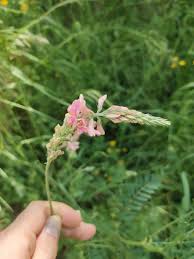 Attēlu rezultāti vaicājumam “Onobrychis arenaria fruit”