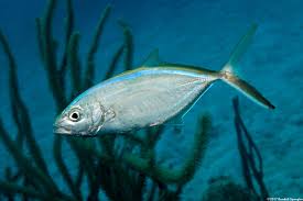 Image result for Caranx ruber