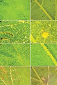 Attēlu rezultāti vaicājumam “Rubus plicatus leaf”