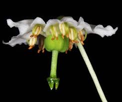 Attēlu rezultāti vaicājumam “Moneses uniflora”