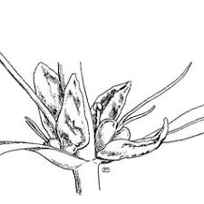 Attēlu rezultāti vaicājumam “Callitriche verna flower”