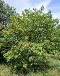 Attēlu rezultāti vaicājumam “Sorbus aucuparia”