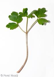 Attēlu rezultāti vaicājumam “Adoxa moschatellina”